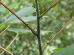 Idesia polycarpa
