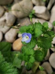Veronica persica
