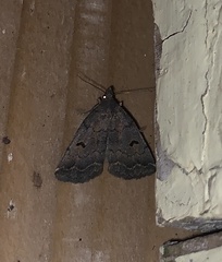 Phalaenostola hanhami