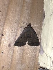 Phalaenostola hanhami