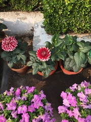 Dahlia pinnata