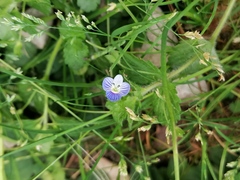 Veronica persica
