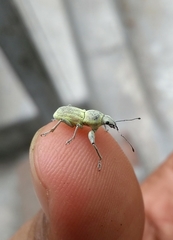 Naupactus stupidus
