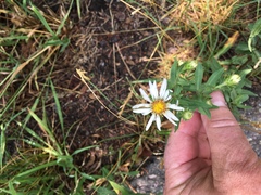 Symphyotrichum bracteolatum