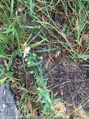 Symphyotrichum bracteolatum