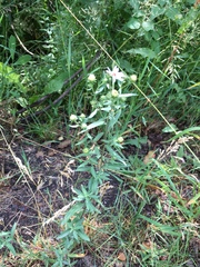 Symphyotrichum bracteolatum