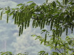 Acer davidii