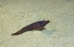 Lepadogaster lepadogaster