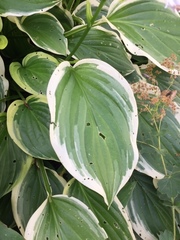 Hosta ventricosa