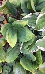 Hosta ventricosa