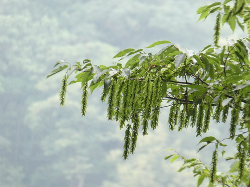 Image of Acer davidii by (c) Aaron Liston, some rights reserved (CC BY)