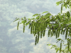 Acer davidii