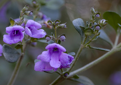 Prostanthera rotundifolia