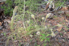 Liatris bridgesii