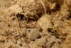 Parablennius tentacularis