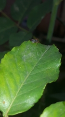 Trachelopachys