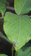 Trachelopachys