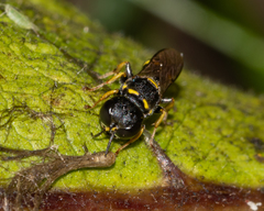 Ectemnius stirpicola