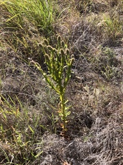 Pterocaulon serrulatum