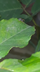 Trachelopachys