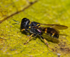 Ectemnius stirpicola