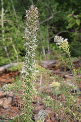 Liatris bridgesii