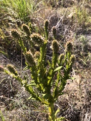 Pterocaulon serrulatum