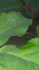 Trachelopachys