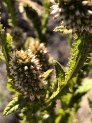 Pterocaulon serrulatum