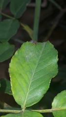 Trachelopachys