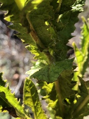 Pterocaulon serrulatum