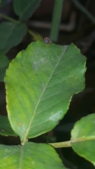 Trachelopachys