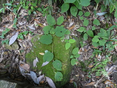 Actinidia