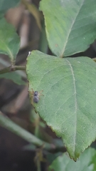 Trachelopachys