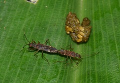 Neopamera neotropicalis