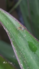 Trachelopachys