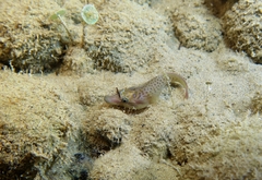 Lepadogaster lepadogaster