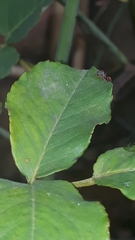 Trachelopachys