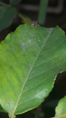 Trachelopachys