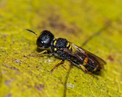 Ectemnius stirpicola