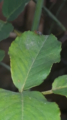 Trachelopachys