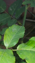 Trachelopachys
