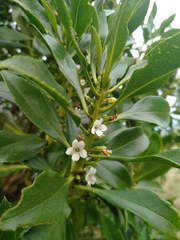 Myoporum aff insulare × laetum