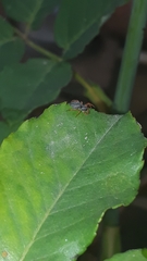 Trachelopachys