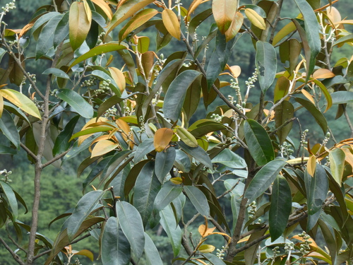 Magnolia foveolata, photograph 1