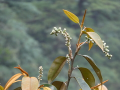Magnolia foveolata, photograph (c) Aaron Liston, some rights reserved (CC BY)