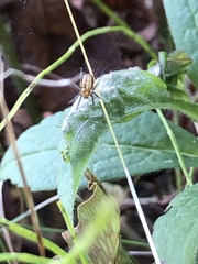 Araneus pratensis