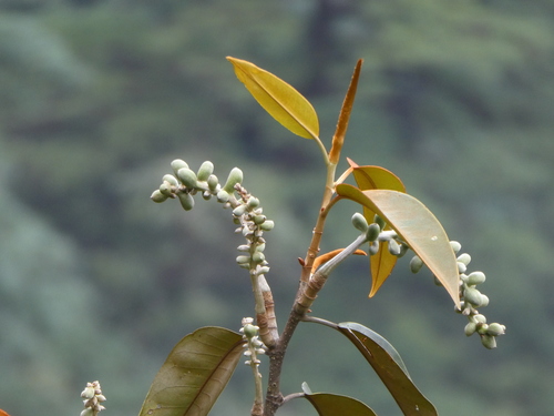 Magnolia foveolata, photograph 3