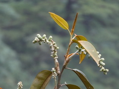 Magnolia foveolata, photograph (c) Aaron Liston, some rights reserved (CC BY)