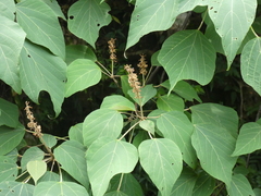 Idesia polycarpa
